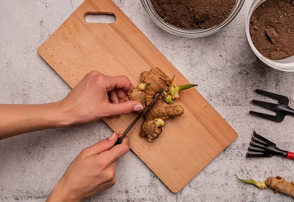 Kadın elleri üst görüş için zencefil kökü kesiyor