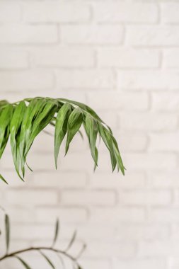 İç kısımdaki tropikal yaprak beyaz tuğla arka planda izole edilmiş.