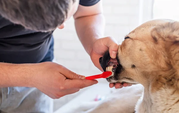 Man brushing teeth of a mixed breed shepherd dog