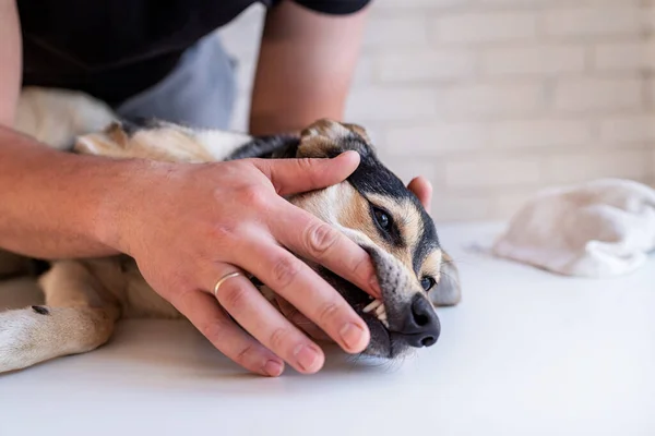 Hombre manos cepillarse los dientes de un perro pastor de raza mixta — Foto de Stock
