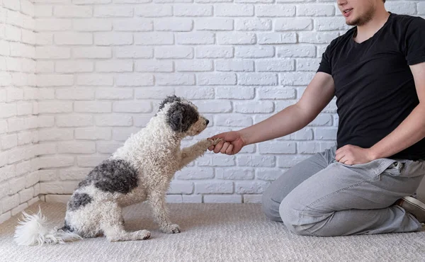 Joven entrenando a su perro sentado en casa — Foto de Stock