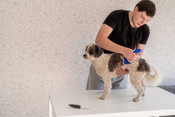 Resta Casa Cura Degli Animali Uomo Spazzolatura Suo Bichon Frise — Foto Stock