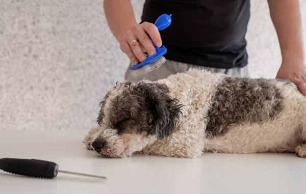 Resta Casa Cura Degli Animali Uomo Che Lava Bichon Frise — Foto Stock