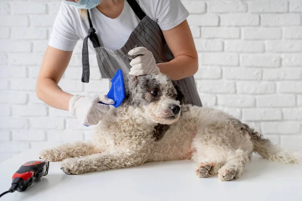 Stay Home Pet Care Blond Woman Mask Gloves Grooming Dog — Stock Photo, Image