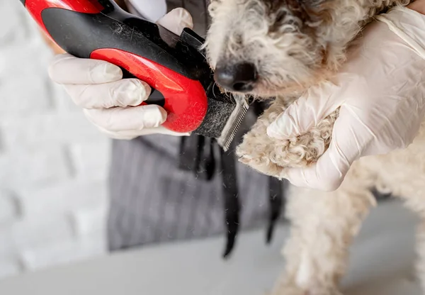 Resta Casa Cura Degli Animali Donna Mani Guanti Governare Cane — Foto Stock