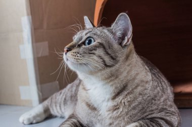 Paketleme ararken portresi