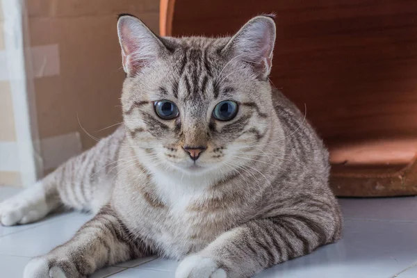 Portrait of kitting looking at camera — Stock Photo, Image