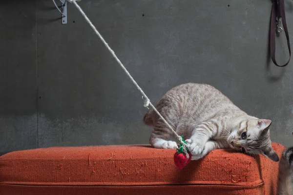 Chaton jouant sur un canapé en tissu orange rayé sur un backgroun cray — Photo