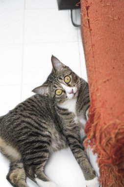 Yavru kedi tırmalamak turuncu kumaş koltuk