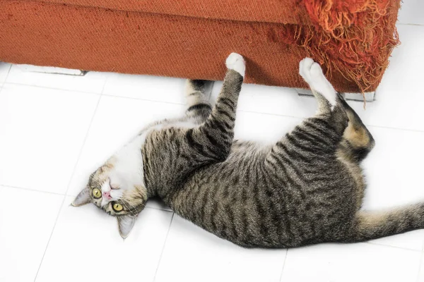Kotek drapanie pomarańczowej tkaniny sofa — Zdjęcie stockowe