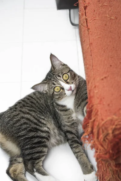 고양이 긁 오렌지 패브릭 소파 스톡 사진