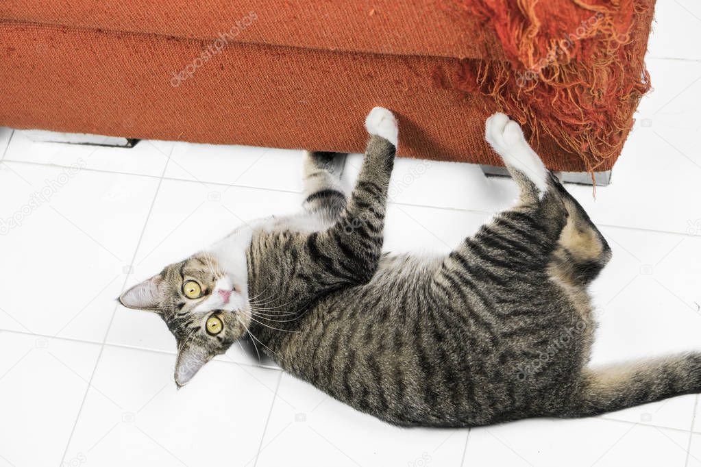 Kitten scratching orange fabric sofa on white floor