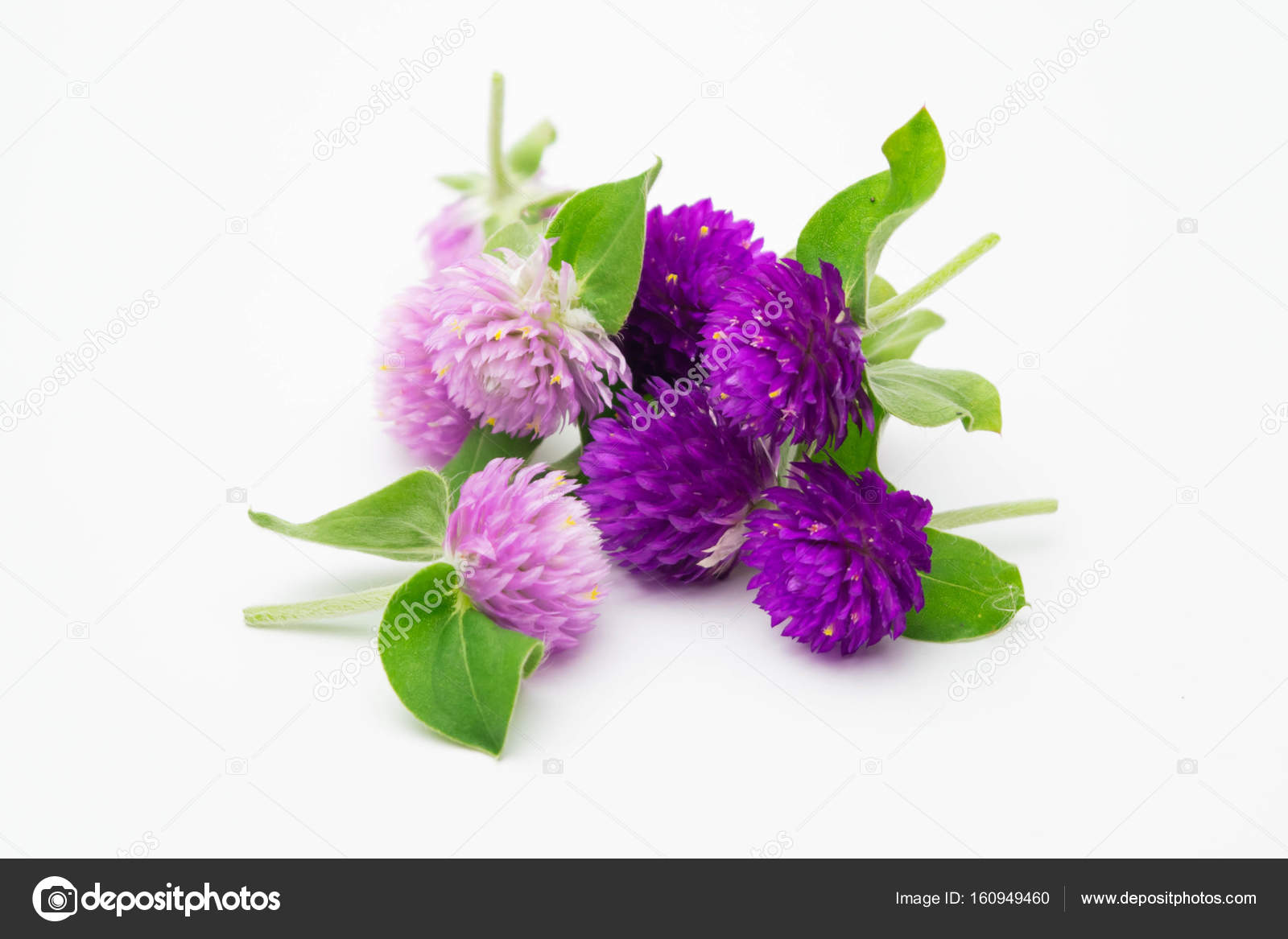 Purple And Pink Flower On White Background Gomphrena Globosa Stock Photo C Myguess 160949460