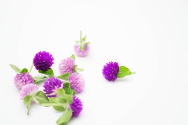 mor ve pembe çiçek beyaz arka planda, Gomphrena globosa