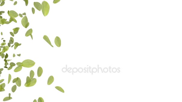 Feuilles tombantes 4K 