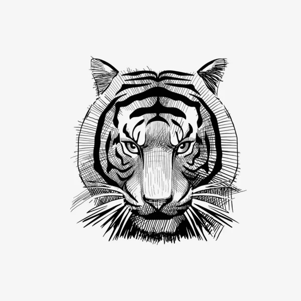 Tiger face drawing vector illustration animal badge bengal — Stock Vector