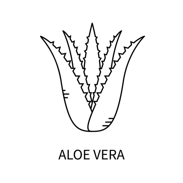 Aloe vera isolado em branco — Vetor de Stock