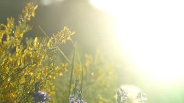 Bulutlu gökyüzünün altında mor çiçek tarlası arka planı