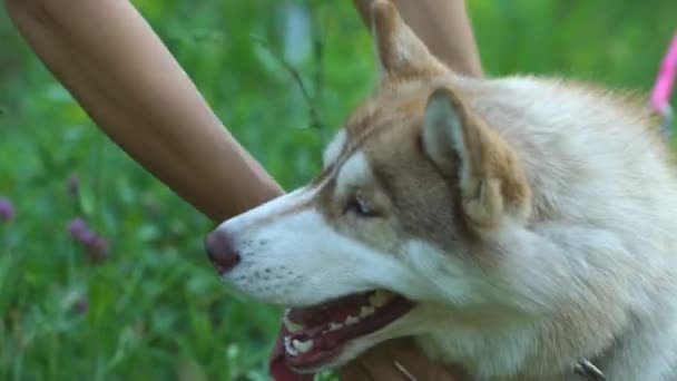 A mão humana segura a pata do cão. Amizade com um husky branco — Vídeo de Stock