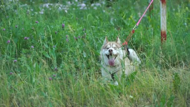 Husky mira a su alrededor. Perro sobre el fondo del bosque . — Vídeos de Stock