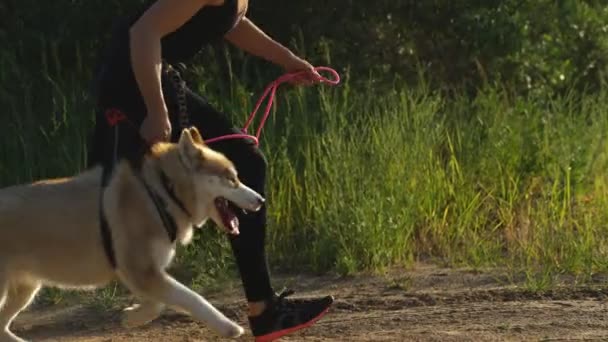 Entrenamiento con el perro. Joven hembra caucásica corriendo con perro husky siberiano — Vídeos de Stock