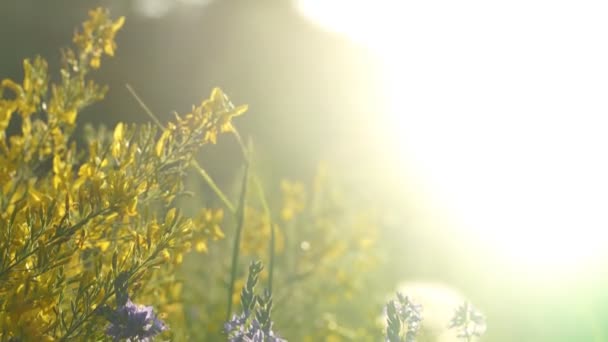 Paarse bloem veld achtergrond onder bewolkte hemel — Stockvideo