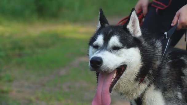 Siberian husky on a walk in the wild nature. Dog stands in the shade of tree — Stock Video