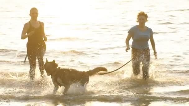 Νέοι γυμναστήριο ζευγάρι τρέχει στην παραλία με Σιβηρικό γεροδεμένο σκυλί κατά την Ανατολή ή το ηλιοβασίλεμα — Αρχείο Βίντεο