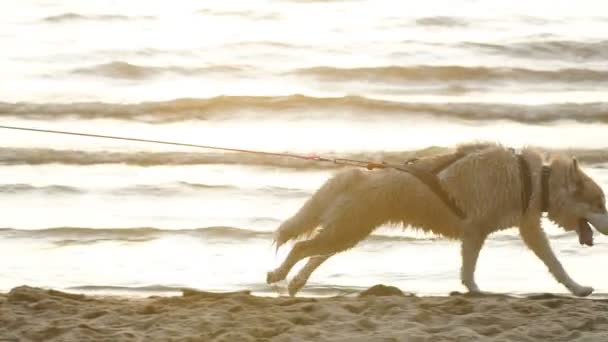 Corredor hembra trotando con perros husky siberianos durante el amanecer en la playa — Vídeos de Stock