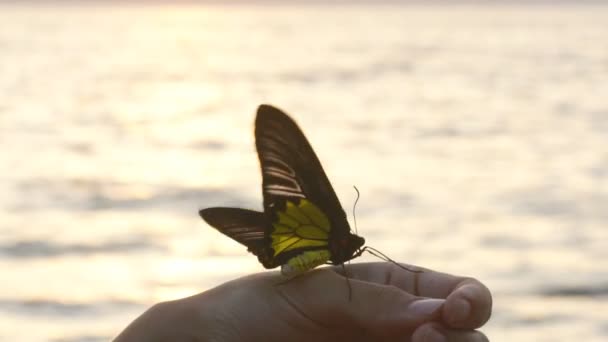 Hermosa mariposa colorida sentada en la mano femenina, primeros planos — Vídeos de Stock