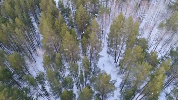 Ein Mann auf einem Schneemobil im Wald. Wintersport und Unterhaltung. — Stockvideo