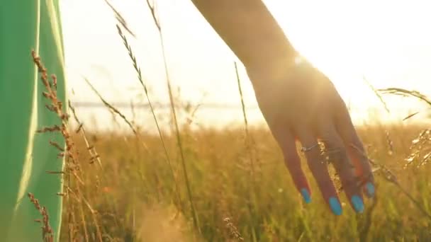 Рука касается колосьев пшеницы рукой на закате в луговой траве — стоковое видео