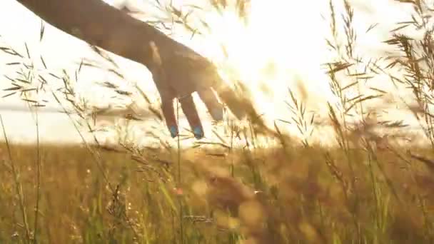 Mano de las mujeres tocando las hojas de hierba al atardecer — Vídeos de Stock