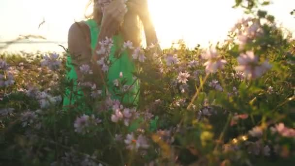 Young blond woman walking in the field and picking wild flowers in the evening. — Stock Video