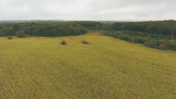 Luftaufnahme des Feldes auf Russland — Stockvideo