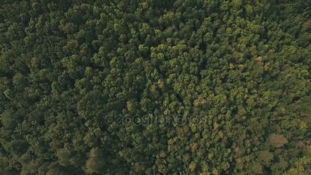 Vista superior da floresta de verão — Vídeo de Stock