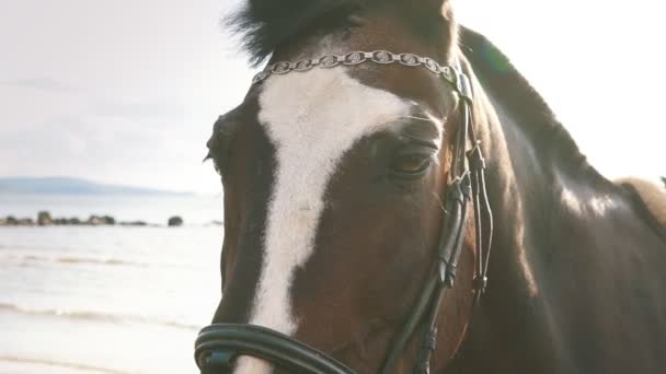Коричневая лошадь на пляже — стоковое видео