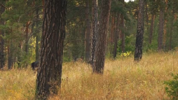 Meisje rijdt een paard lopen in het bos — Stockvideo