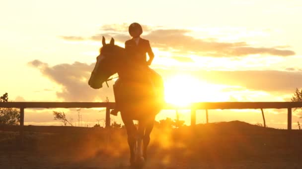 在日落时的骑马。年轻赛马会勇敢的女孩骑的马跳 — 图库视频影像