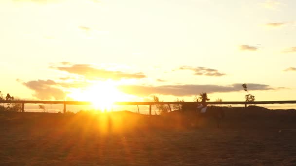 Silhouette eines Mädchens auf einem Pferd bei Sonnenuntergang — Stockvideo