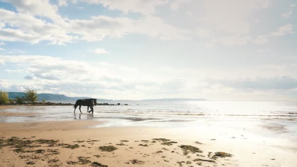 Uma jovem caminha na praia com um cavalo — Vídeo de Stock