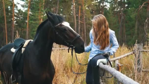 Όμορφη κοπέλα ενδιαφέρεται για τα άλογα. Εστίαση στο κορίτσι — Αρχείο Βίντεο
