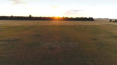 Gün batımında buğday altın alanının hava anket