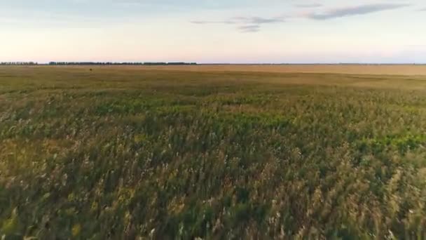 Вид зверху на захід сонця над полем — стокове відео