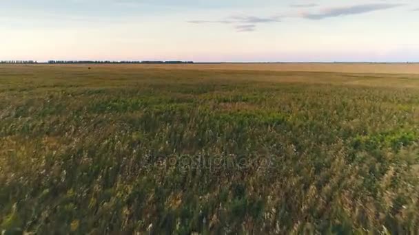 Vista superior no por do sol sobre o campo — Vídeo de Stock