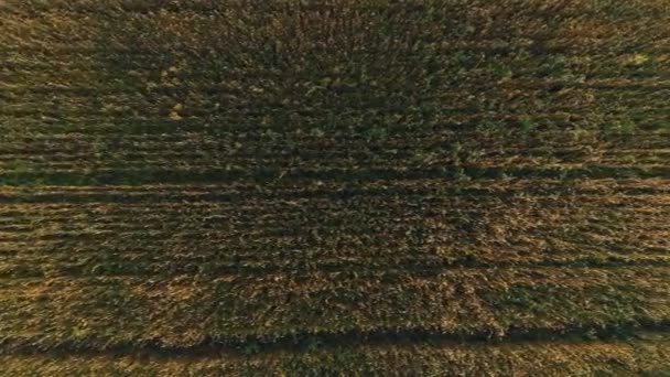 Relevé aérien du champ aurifère de blé au coucher du soleil — Video