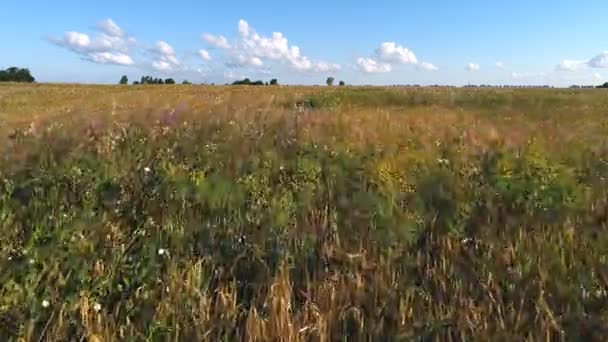 Vue du dessus du champ de blé à la récolte. Concept agricole 