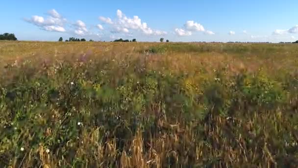 Vista superior do campo de trigo na colheita. Conceito agrícola — Vídeo de Stock