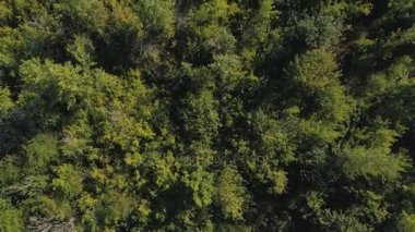 En iyi casus uçak ormana görünümü.