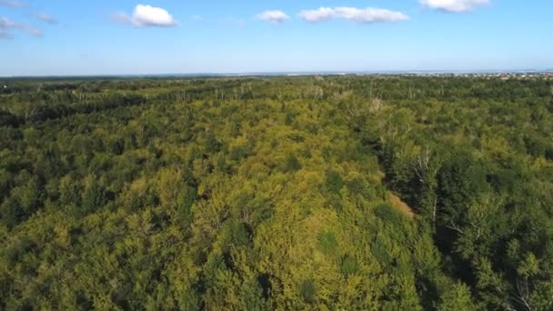 Vista aérea del bosque — Vídeos de Stock